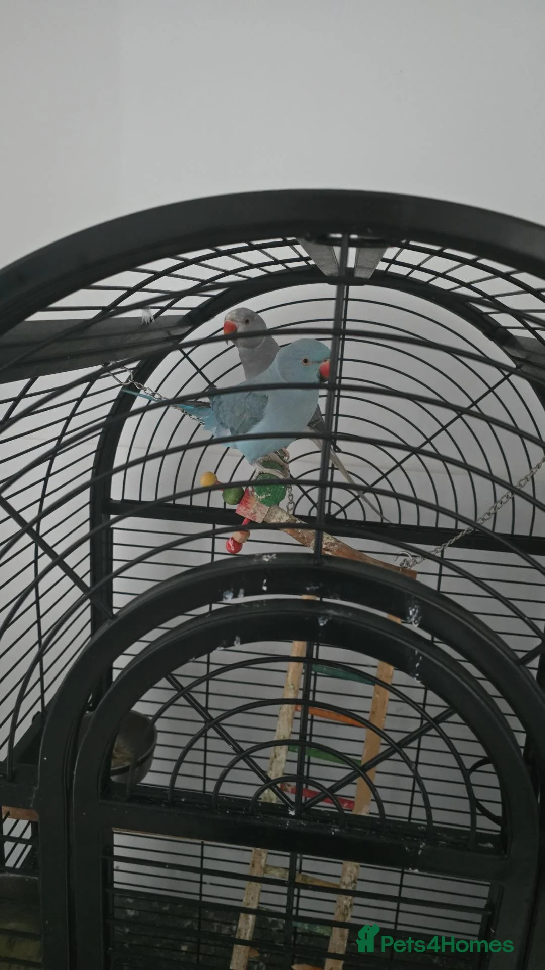Parrots birds for sale: 2x indian ring neck parrots in Dewsbury - Advert 2