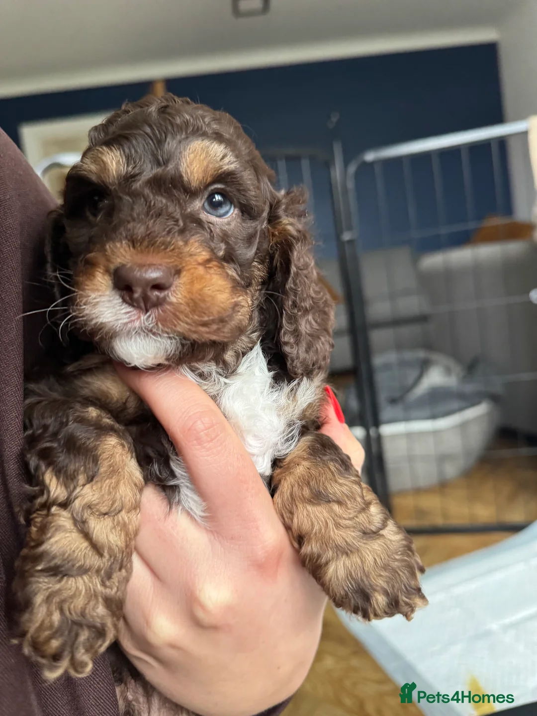 Cockapoo dogs for sale: ✨ F2 Tri-coloured male cockapoo ✨ - Advert 5