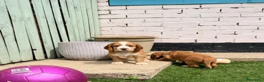 Cocker Spaniel 2