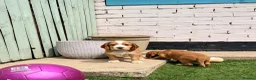 Cocker Spaniel dogs for sale: Gorgeous Cocker Spaniel Puppies  - Advert 6
