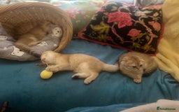 Scottish Fold cats for sale: Gold Chinchilla Scottish fold baby’s  - Image 5