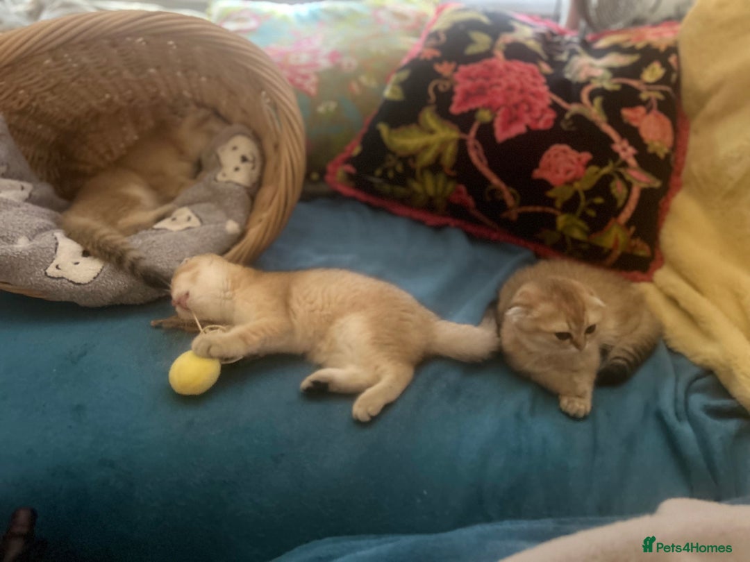 Scottish Fold cats for sale: Gold Chinchilla Scottish fold baby’s  - Image 5
