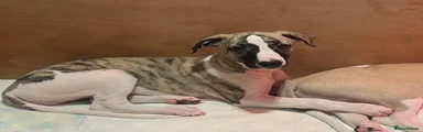 Whippet Puppy 3