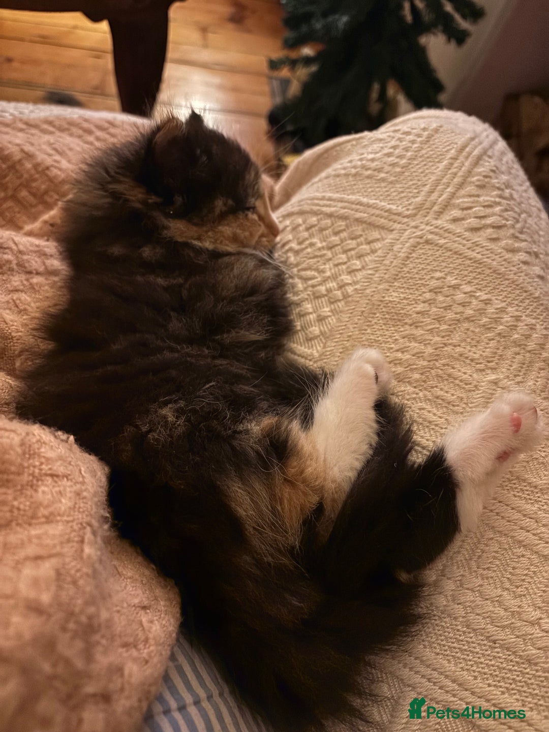 Mixed Breed cats for sale: High energy , very happy kitten - Advert 3