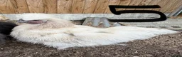 Chickens poultry for sale: USA Silkie cockerels  - Advert 1