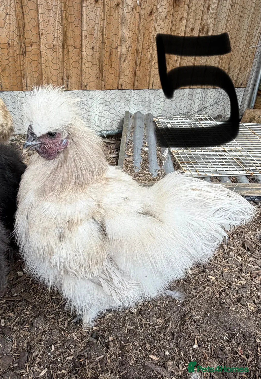 Chickens poultry for sale: USA Silkie cockerels  - Advert 1