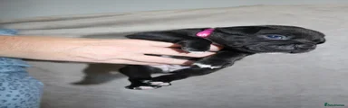 KC Black Staffy Girl – Dark Pink | Champion Bloodline
