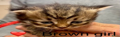 Brown Tabby Girl ❤️