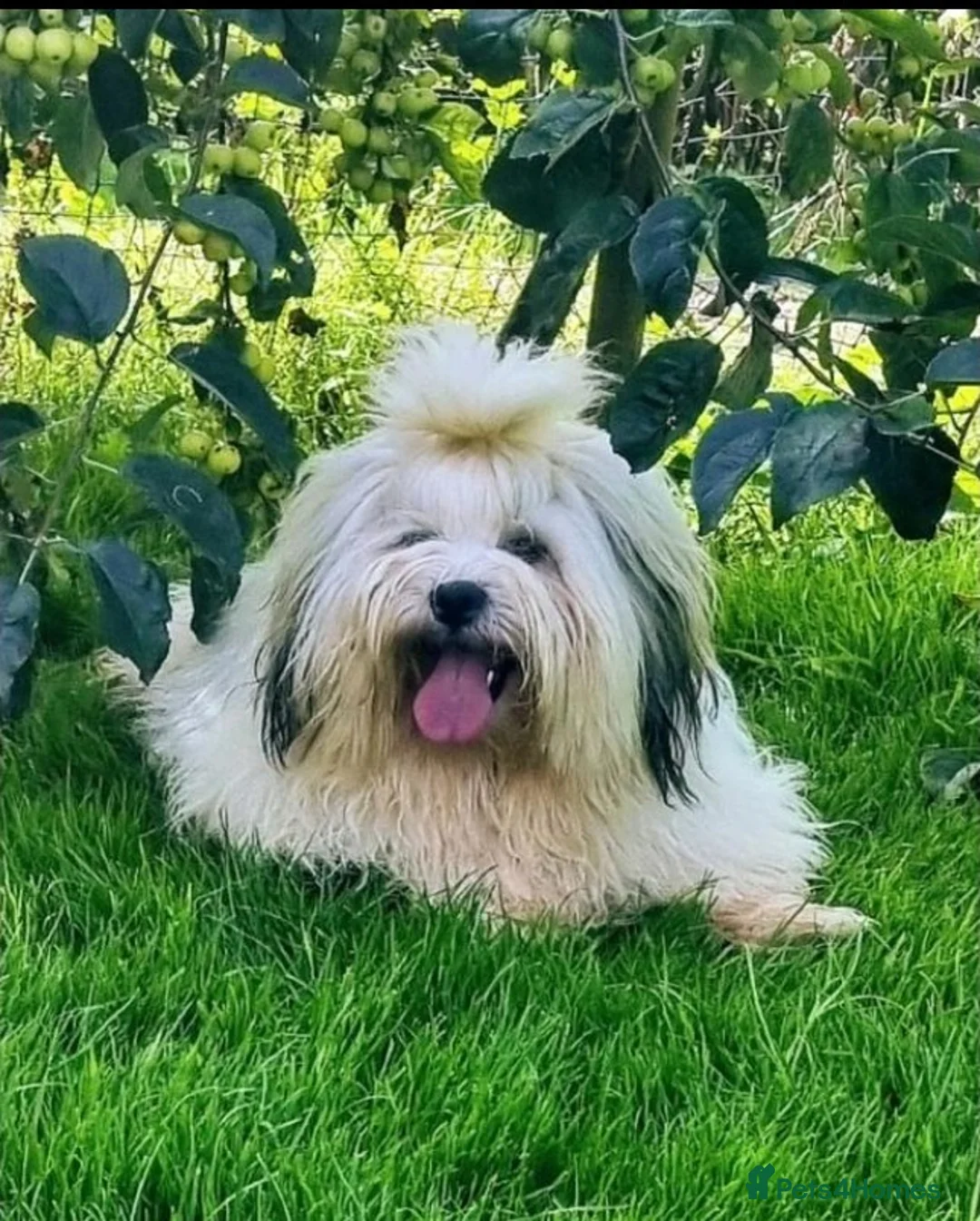 Lhasa Apso dogs for stud: Handsome Lhasa Apso stud (Proven) in Pontefract - Advert 7