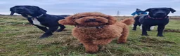 Cockapoo dogs for sale: Planned F1 Cockapoo Waiting List, due end June  - Advert 6