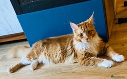 Maine Coon cats for sale: Big  Maine coon male cats - Image 12