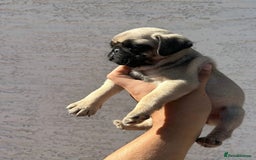 Pug dogs for sale: Adorable Pug Puppies For Sale  - Image 3