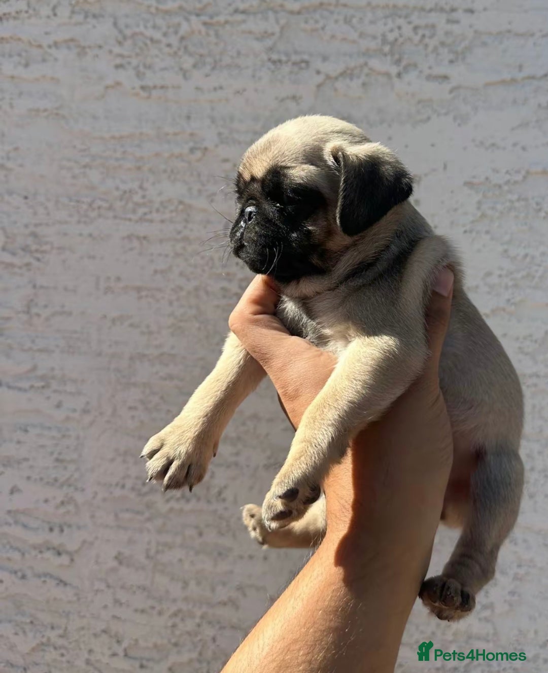 Pug dogs for sale: Adorable Pug Puppies For Sale  - Image 3