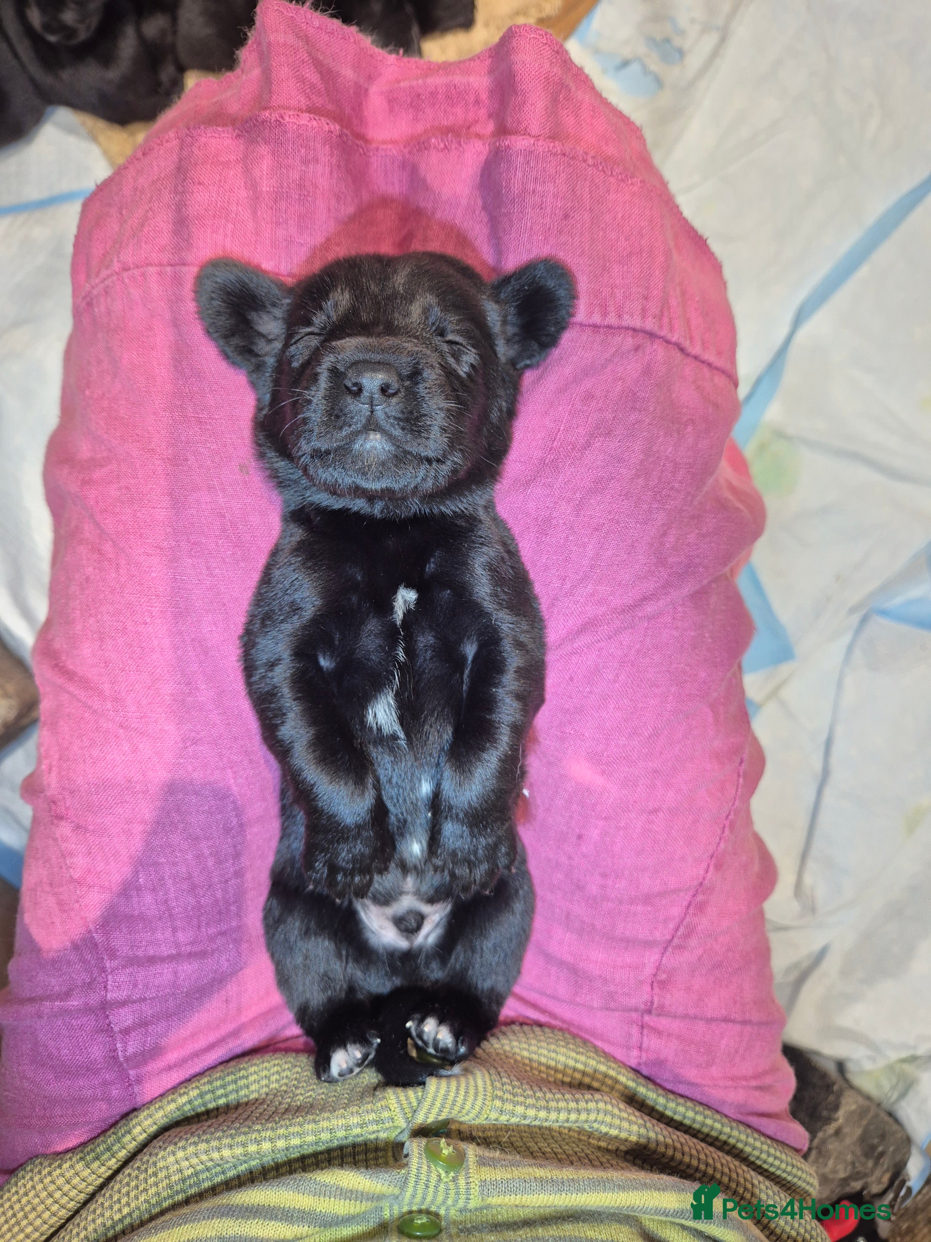 Springador dogs Fabulous Springador Puppies for Sale - Advert 2
