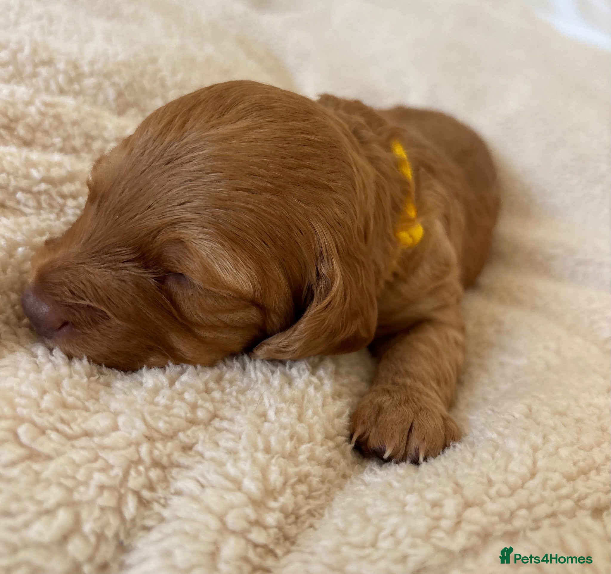 Cockapoo dogs Beautiful Cockapoo Puppies – Raised in Our Home - Advert 2