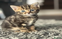 Mixed Breed cats for sale: Kittens looking for forever home  - Image 3