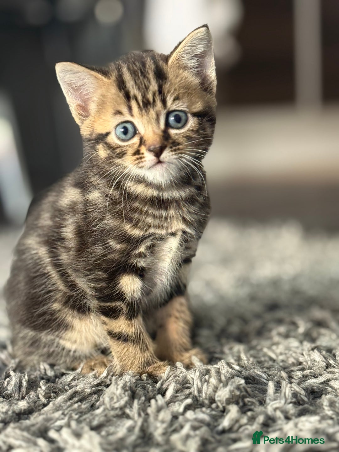 Mixed Breed cats for sale: Kittens looking for forever home  - Image 3