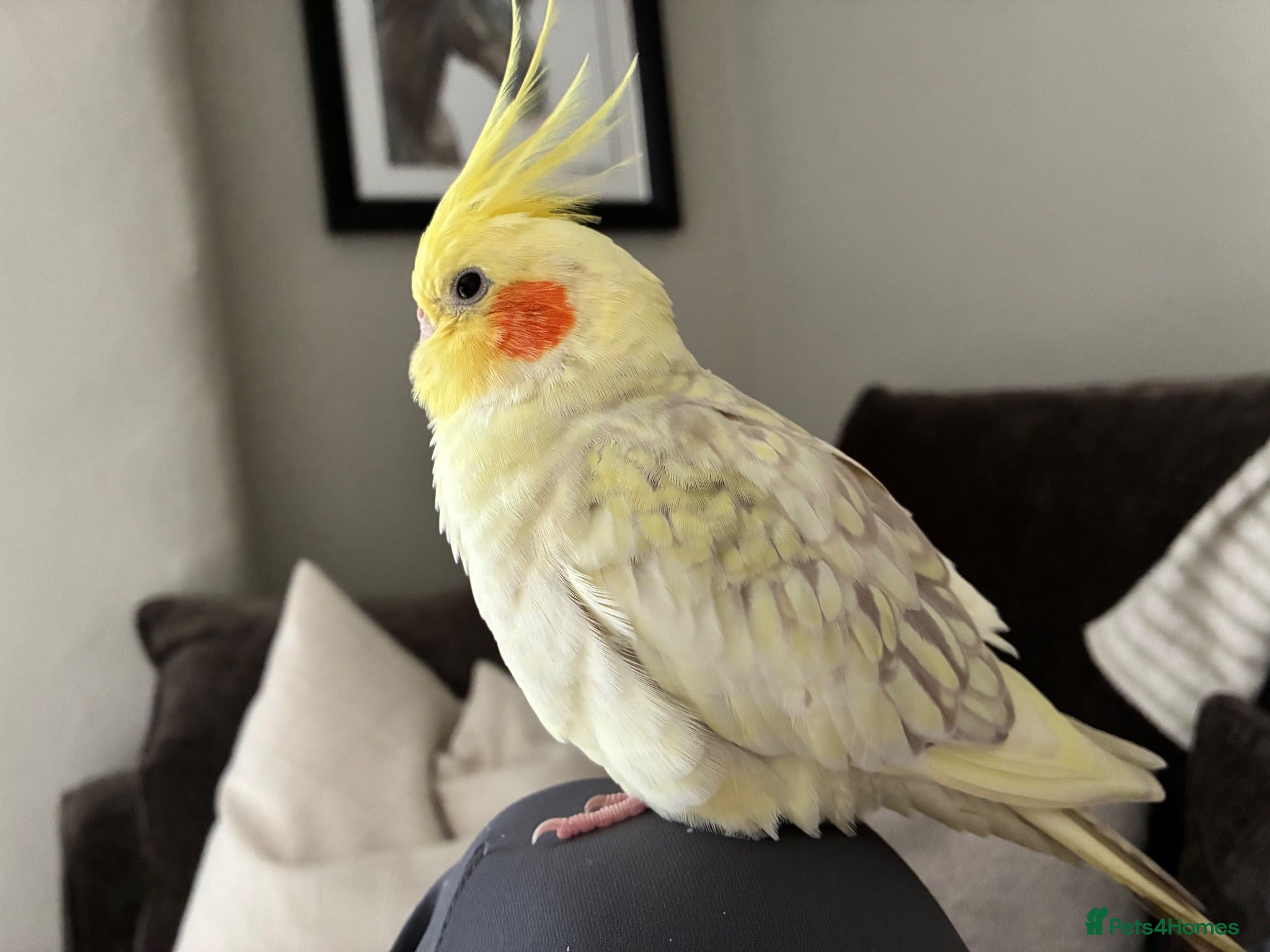 Cockatiels birds Young female Cockatiel  - Advert 7