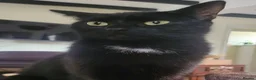 Mixed Breed cats for sale: 3 Brothers Looking For Homes - Advert 10