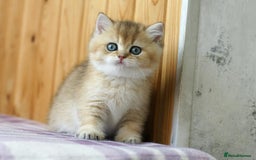 British Shorthair cats for sale: 🔥Champion Line Golden British Shorthair Kittens🔥 - Image 10