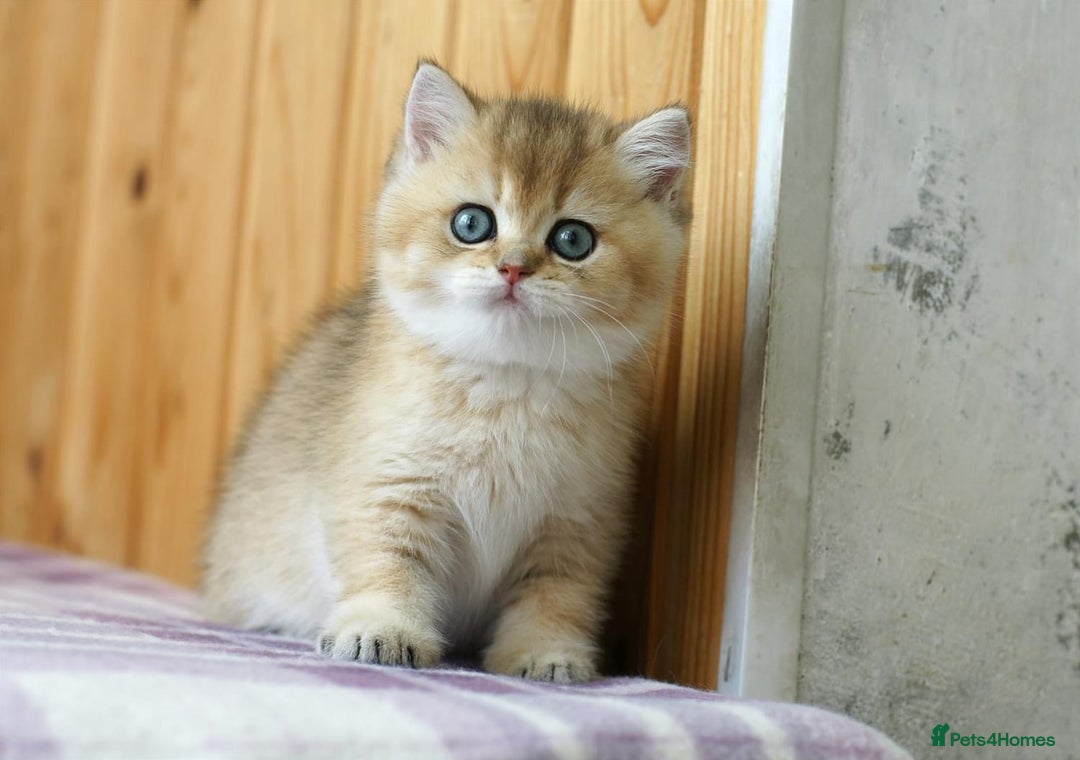British Shorthair cats for sale: 🔥Champion Line Golden British Shorthair Kittens🔥 - Image 10