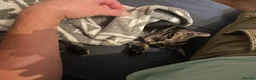 Mixed Breed cats for sale: 3 Black kittens & 1 Tabby female  - Advert 8