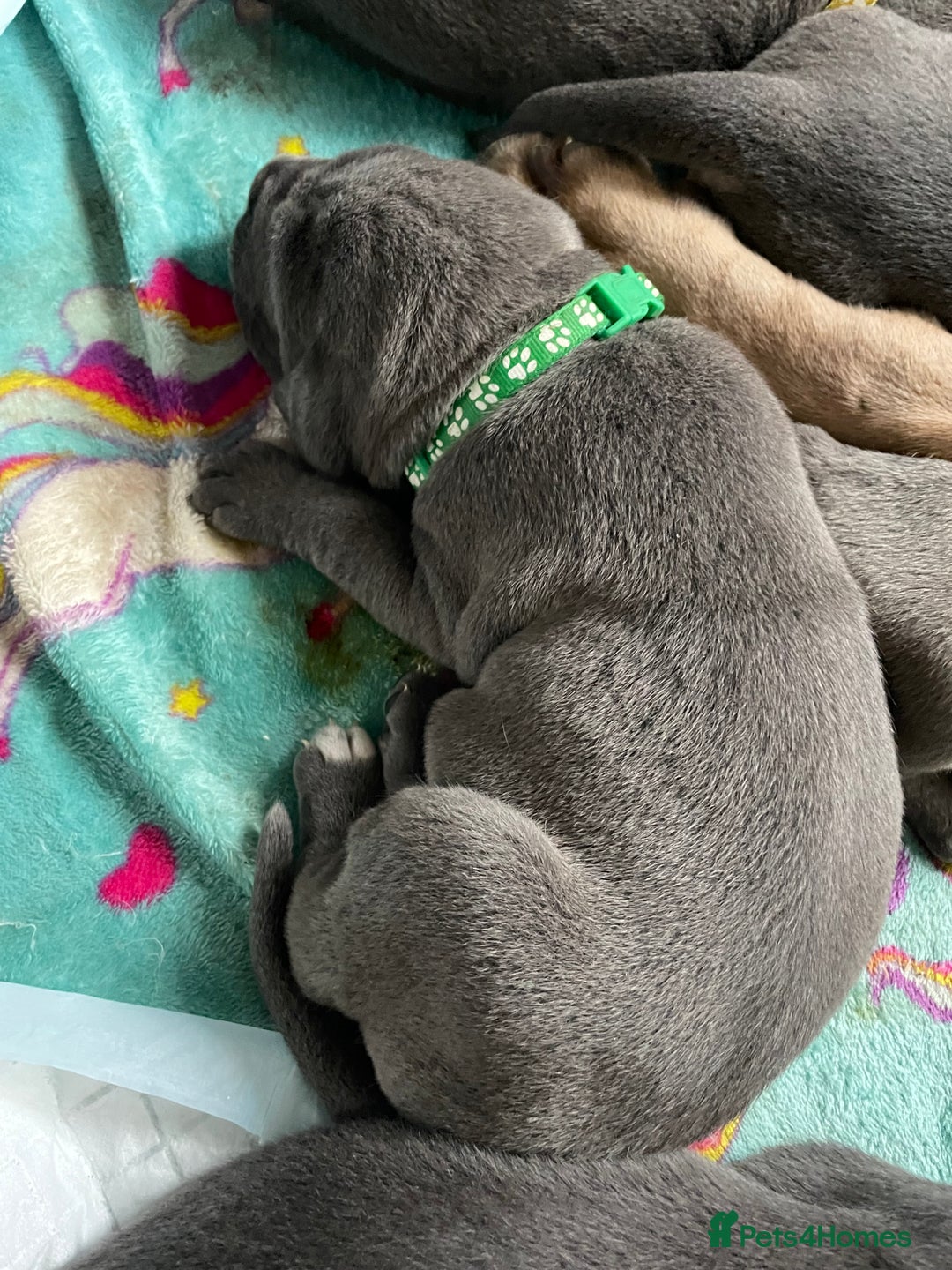 Cane Corso dogs for sale: CANE CORSO TOP QUALITY STRAJANO BLOODLINE FERMINTO - Advert 12