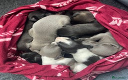 Whippet dogs for sale: The best puppies ever! - Image 19