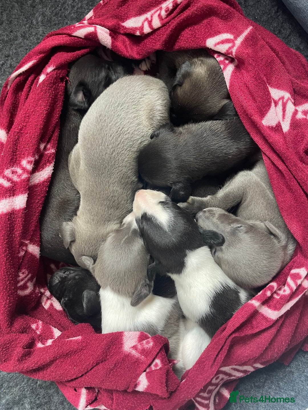 Whippet dogs for sale: The best puppies ever! - Image 19