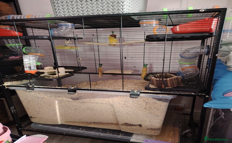 Gerbil rodents - Advert 6