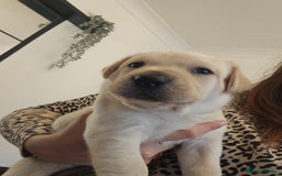 Labrador Retriever dogs for sale: Labrador puppies - Image 11