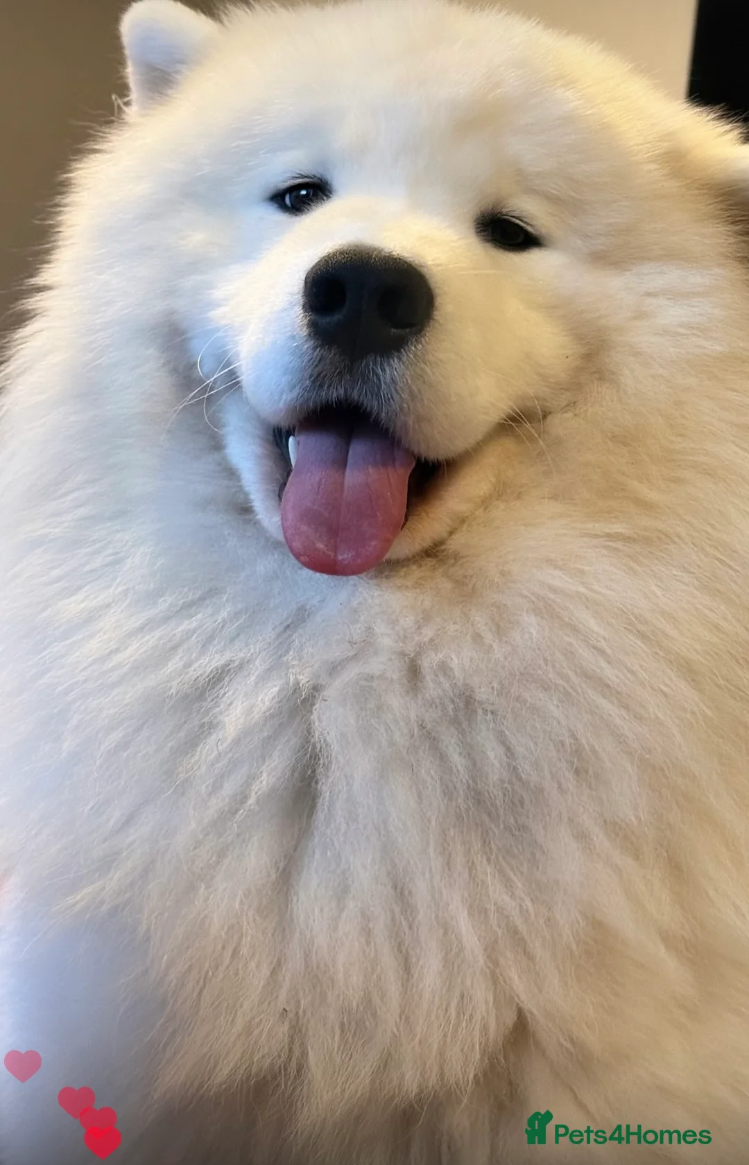 Samoyed dogs for stud: Elite Samoyed Stud–A Genetic Freek Bear Face type. in Deeside - Advert 6