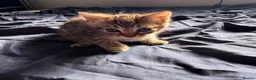 Bengal cats for sale: Smoke Boy Available for his forever home  - Advert 27