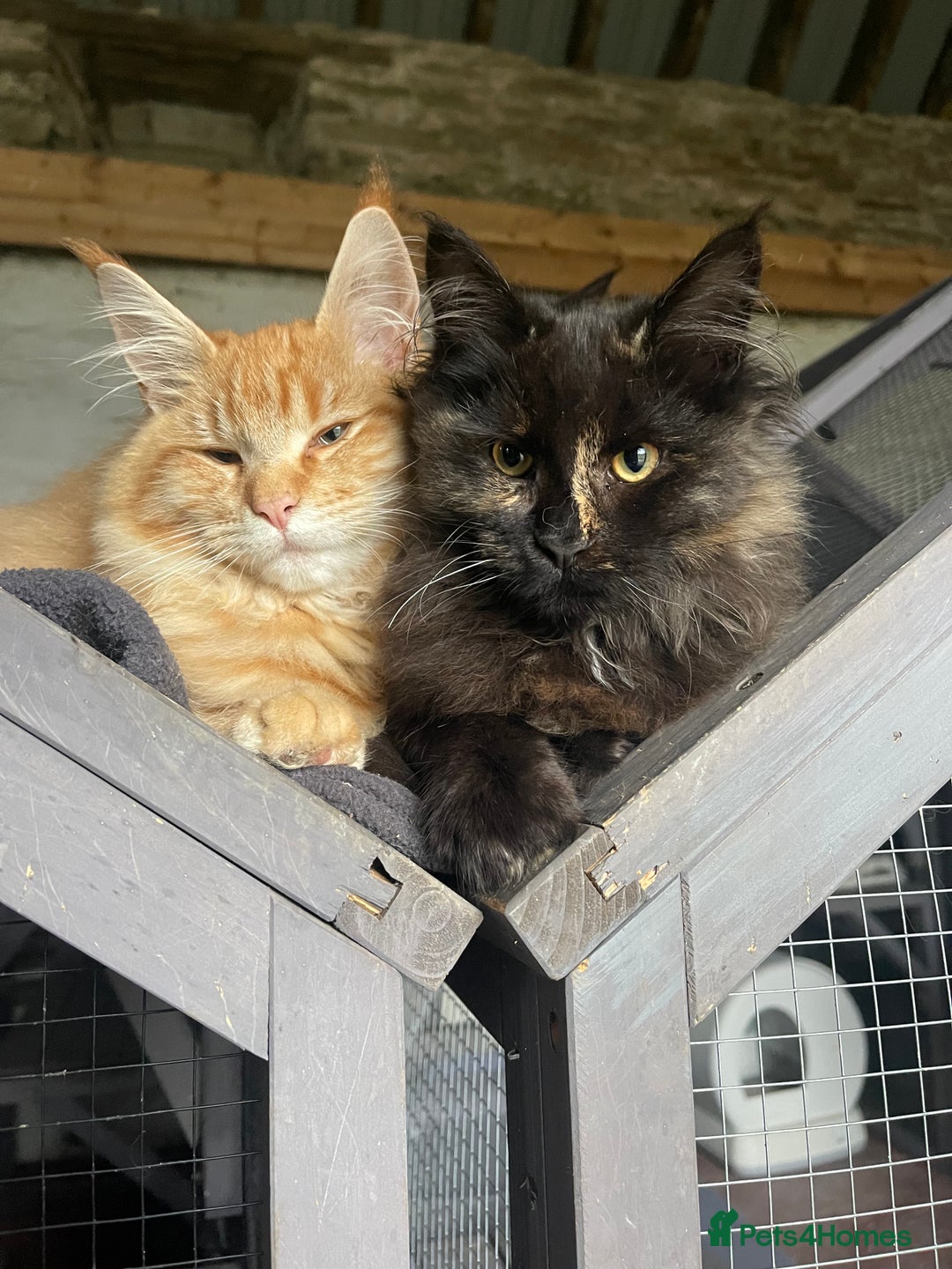 Maine Coon cats for sale: Full pedigree MaineCoon kittens  - Advert 31