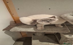 British Shorthair cats for sale: White,grey blue eyed british shorthair frmale  - Advert 3