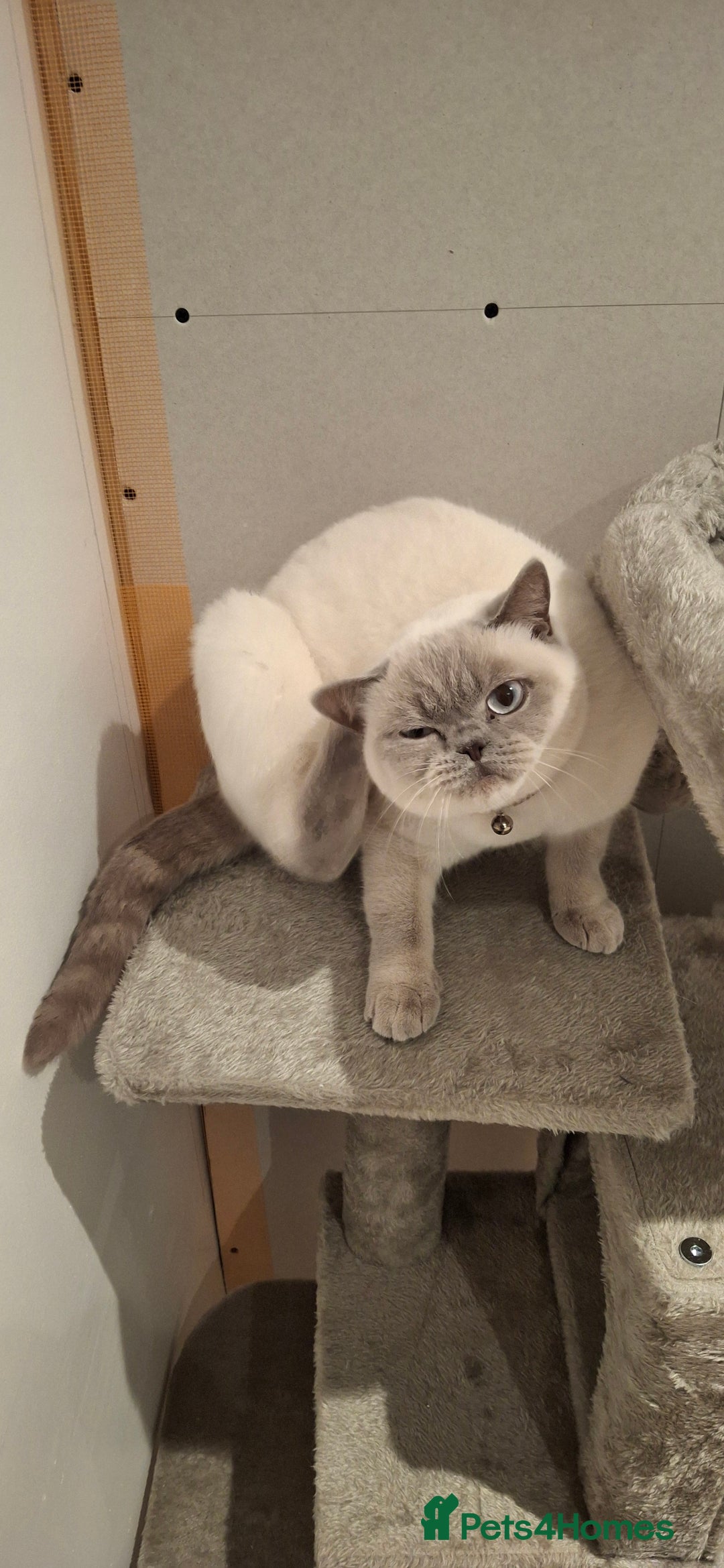 British Shorthair cats for sale: White,grey blue eyed british shorthair frmale  - Advert 3