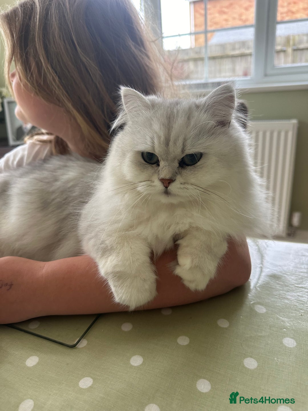 Mixed Breed cats for sale: Persian Chinchilla Cross kittens - Image 14