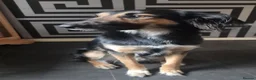 Greyhound dogs for stud: greyhound/German shepherd  - Advert 1