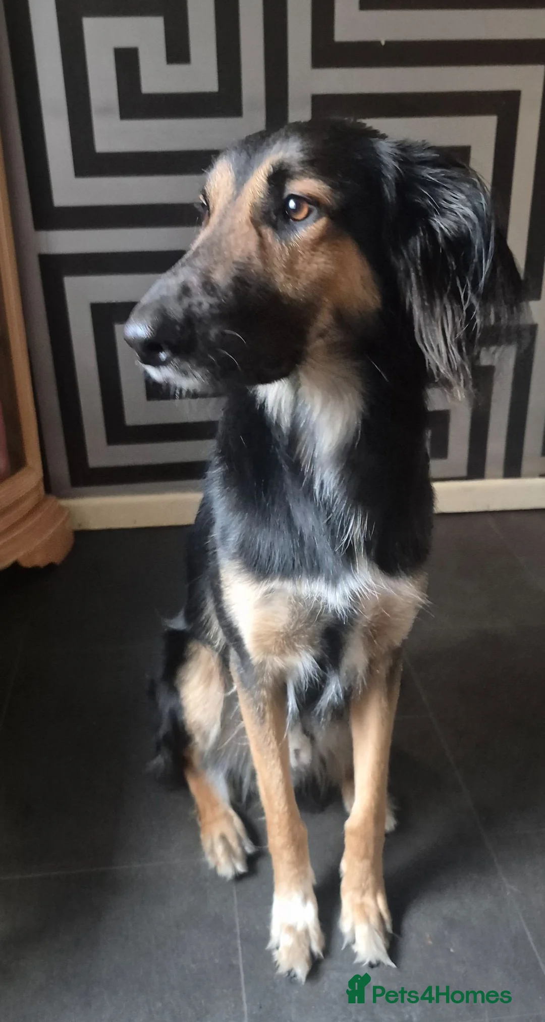 Greyhound dogs for stud: greyhound/German shepherd  - Advert 1
