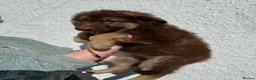 German Shepherd dogs for sale: Reduced Stunning kcreg GSD liver/tan long coats  - Advert 8