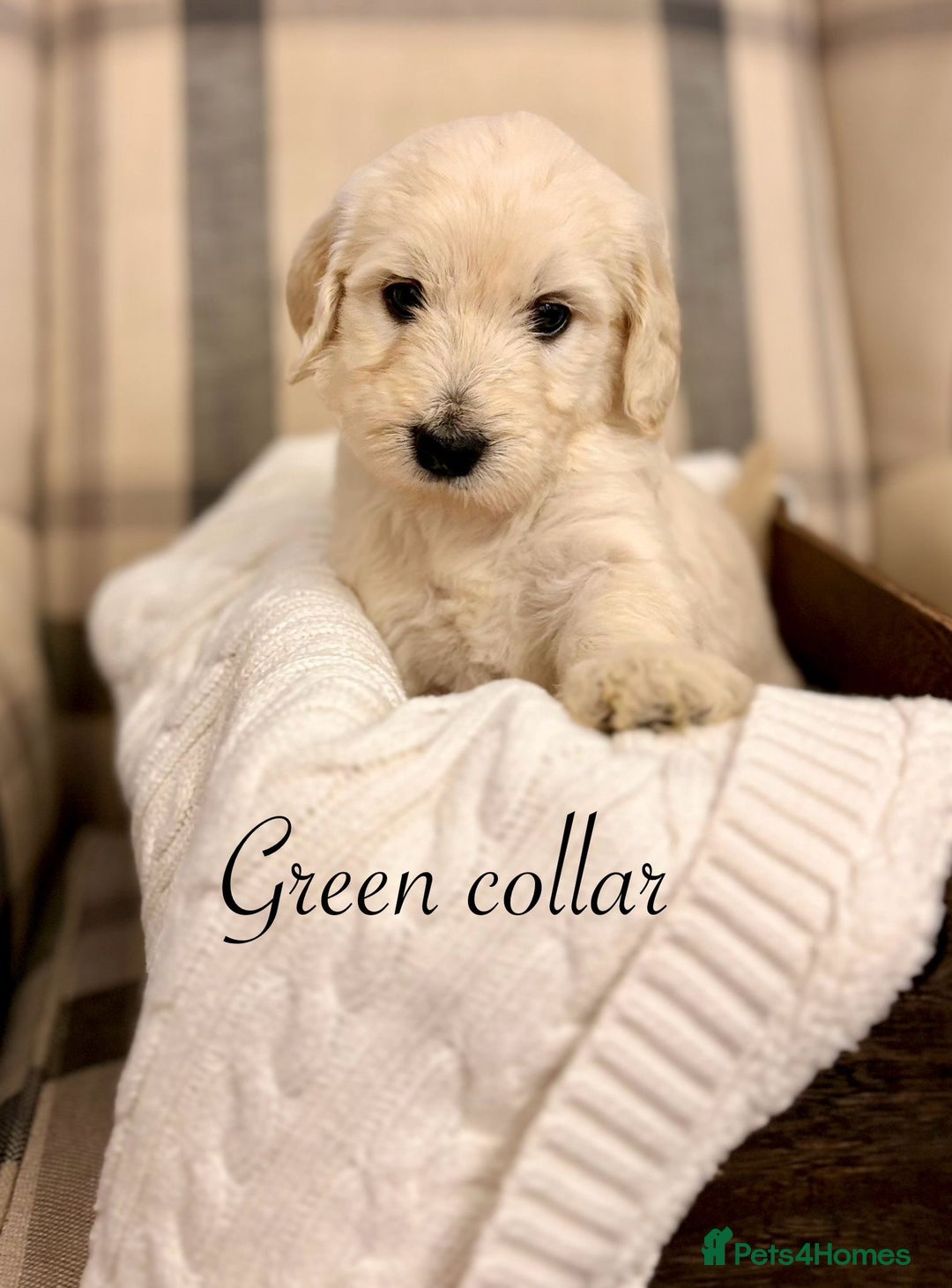 Standard Poodle dogs for stud: STUD DUTIES STANDARD POODLE  - Image 4