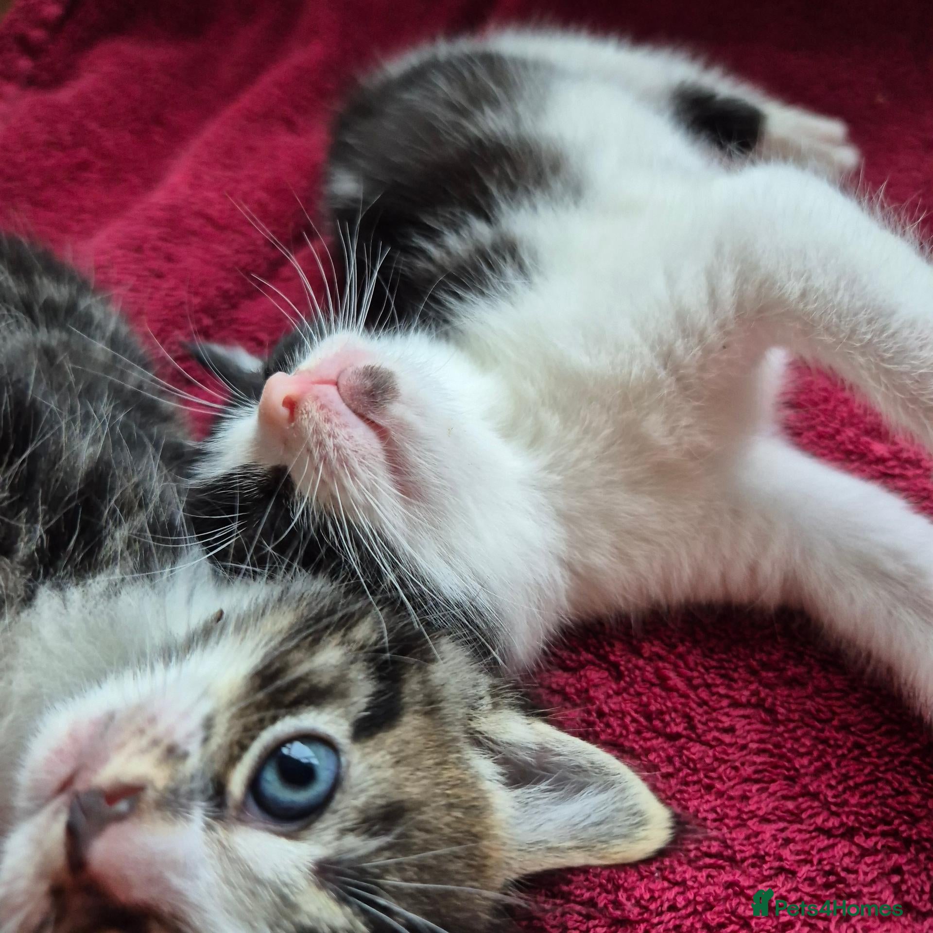 Mixed Breed cats for sale: Amazing family kittens - Advert 2