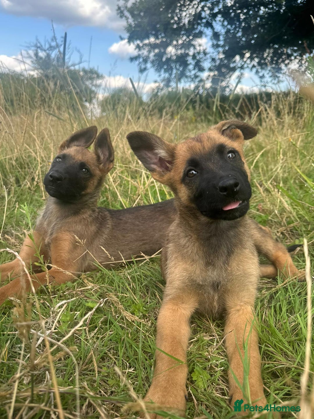 Mixed Breed dogs for sale: German shepherd x Belgian shepherd puppies - Image 28