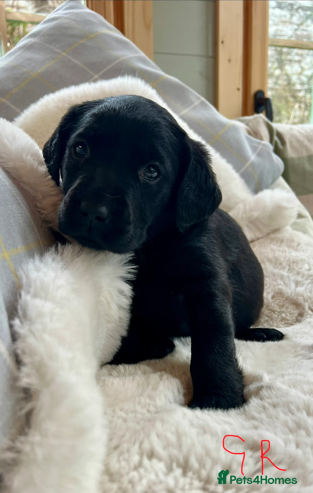 Labrador Retriever dogs for sale: KC black Labradors  - Advert 22