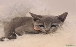 Russian Blue cats for sale: CHAMPION SIred GCCF Russian kittens  in Peterborough - Image 11