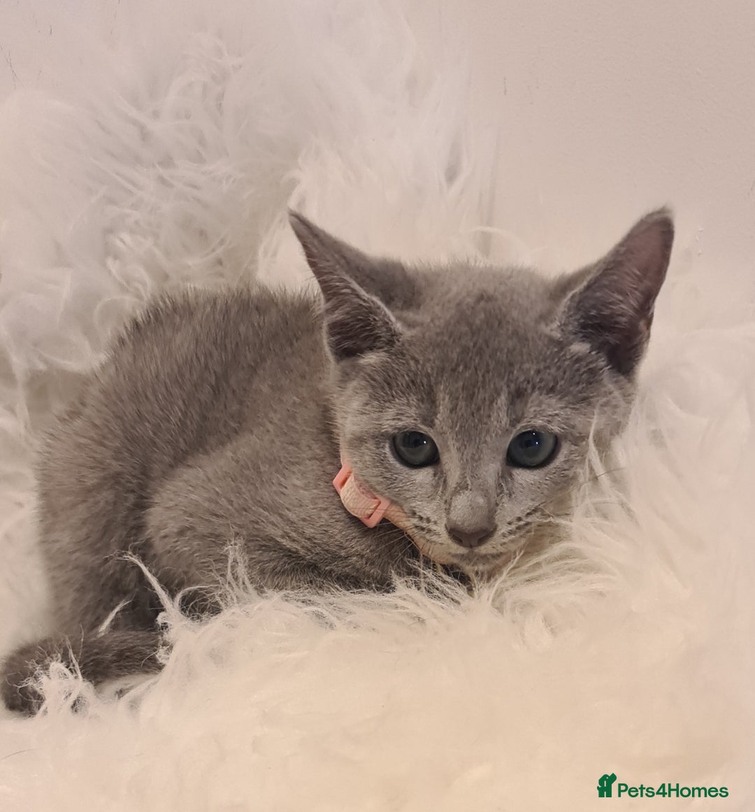 Russian Blue cats for sale: CHAMPION SIred GCCF Russian kittens  in Peterborough - Image 11