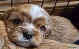Cavalier King Charles Spaniel dogs for sale: Specialist Tested Cavalier King Charles  - Image 1