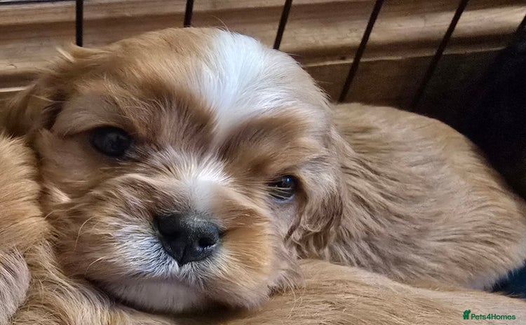 Cavalier King Charles Spaniel dogs - Advert 4