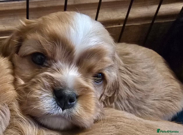 Cavalier King Charles Spaniel dogs - Advert 7