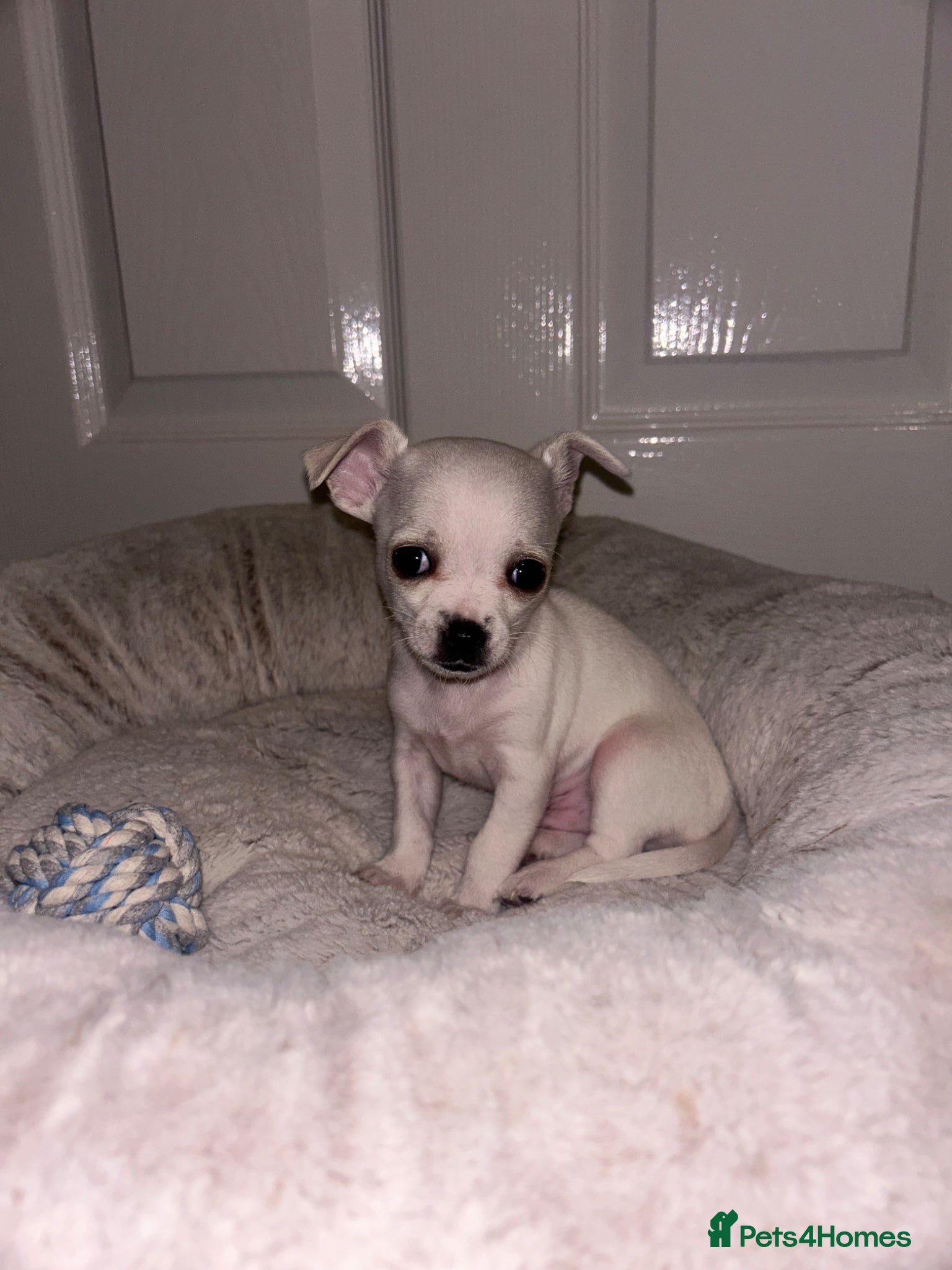 Chihuahua dogs for sale: Last Baby Boy Chihuahua  in Manchester - Advert 5